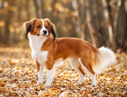 Kooikerhondje