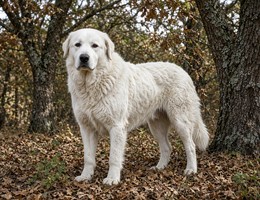 Kuvasz