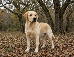 Labrador Retriever