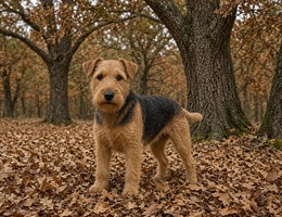 Lakeland Terrier