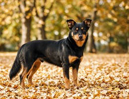 Lancashire Heeler