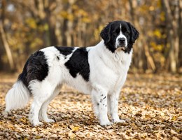 Landseer (ECT)