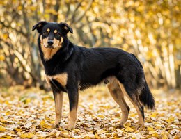 Lapponian Herder