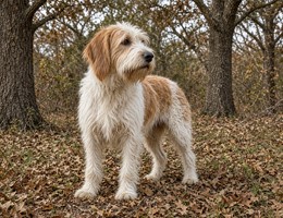 Large Vendeen Griffon