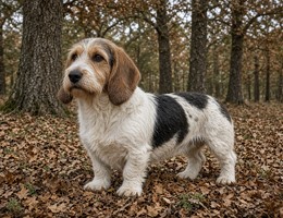 Large Vendeen Griffon Basset