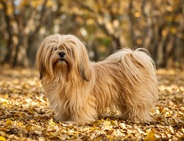 Lhasa Apso