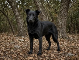 Majorca Shepherd Dog