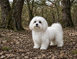 Maltese