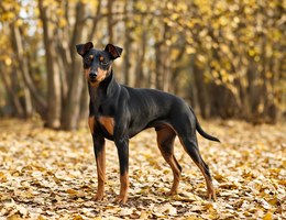 Manchester Terrier