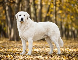 Maremma Sheepdog