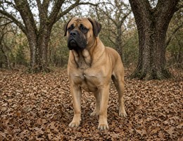 Mastiff