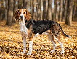 Medium-Sized Anglo-French Hound