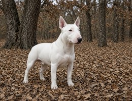 Miniature Bull Terrier