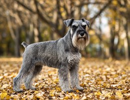Miniature Schnauzer