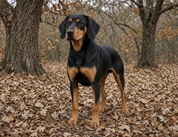 Montenegrin Mountain Hound