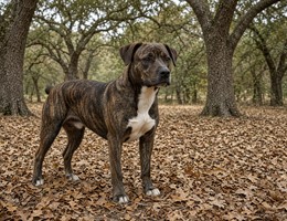 Mountain Cur