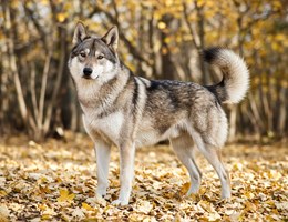 Native American Indian Dog