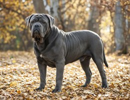 Neapolitan Mastiff