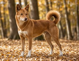 New Guinea Singing Dog