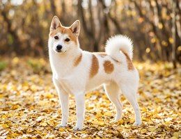 Nordic Spitz