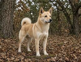 Norwegian Buhund