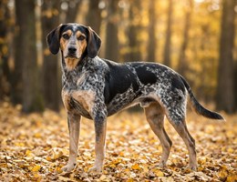 Norwegian Hound