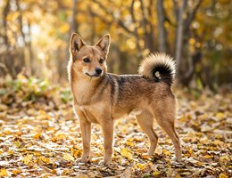 Norwegian Lundehund