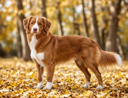 Nova Scotia Duck Tolling Retriever
