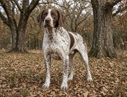 Old Danish Pointing Dog
