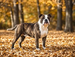 Old English Bulldogge