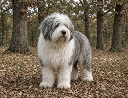 Old English Sheepdog