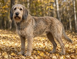 Otterhound