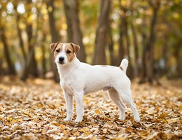 Parson Russell Terrier