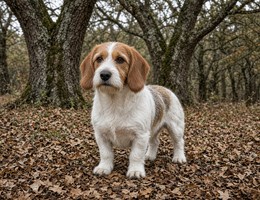 Petit Basset Griffon Vendeen