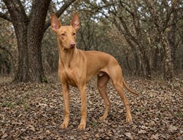 Pharaoh Hound