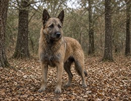 Picardy Shepherd