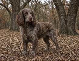 Picardy Spaniel