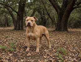 Pit Bull Terrier