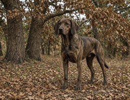Plott Hound