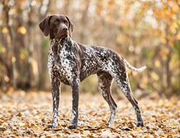 Pointer