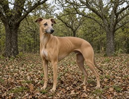 Polish Greyhound
