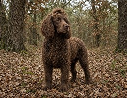 Pont Audemer Spaniel