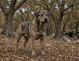 Portuguese Cattle Dog