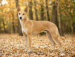 Portuguese Podengo