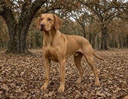 Portuguese Pointer