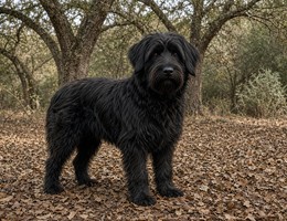 Portuguese Sheepdog