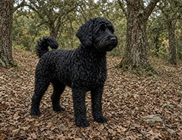 Portuguese Water Dog