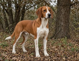 Posavaz Hound