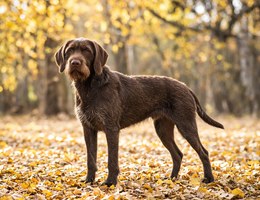 Pudelpointer