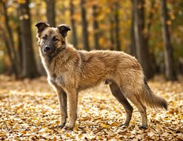 Pyrenean Shepherd